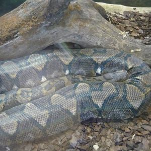 Reticulated python (Malayopython reticulatus)