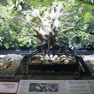 Weaver ants enclosure