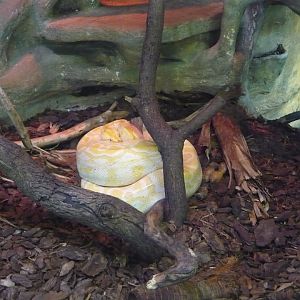 Albino burmese python (Python bivittatus)