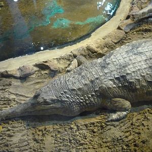 False gharial (Tomistoma schlegelii)