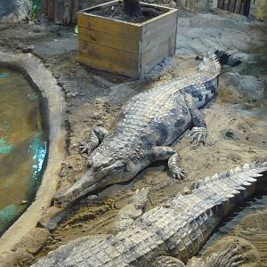 False gharial (Tomistoma schlegelii)