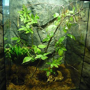 Stick insect enclosure