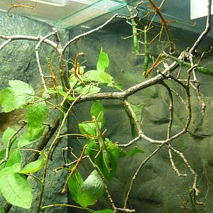 Stick insects, Periphetes forcipatus