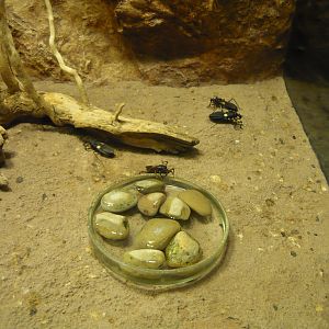 Assassin bugs enclosure