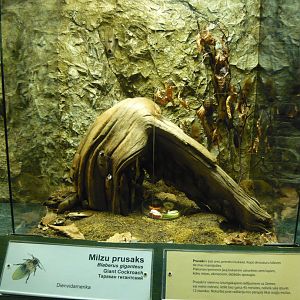 Giant cockroach enclosure