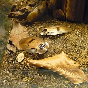 Giant cockroaches (Blaberus giganteus)