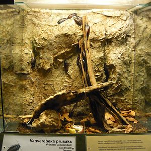 Princisia vanwaerebeki enclosure