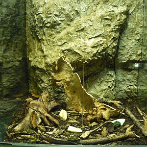 Polyphemus beetle enclosure