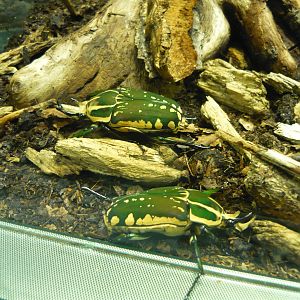 Polyphemus beetles (Mecynorrhina polyphemus confluens)