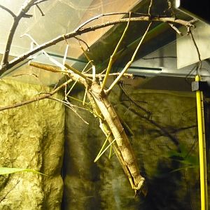 Phasma gigas