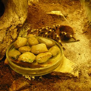 Brazilian whiteknee tarantula (Acanthoscurria geniculata)