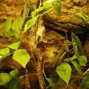 Giant South American grasshoppers (Tropidacris violaceus)