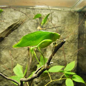Giant katydid (Stilpnochlora couloniana)