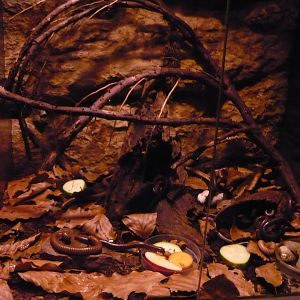 African olive millipede (Telodeinopus aoutii) enclosure