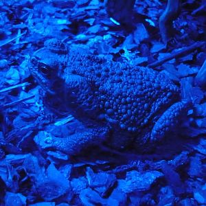 Cane toad (Rhinella marina)