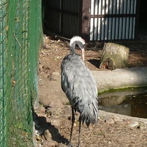 Common crane