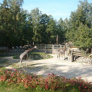 Giraffe exhibit