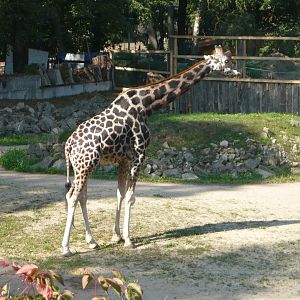 Giraffe