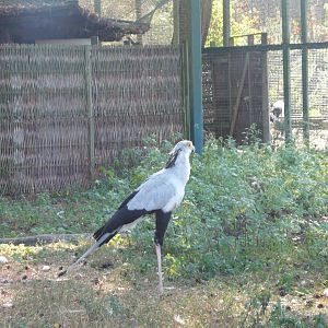Secretary bird