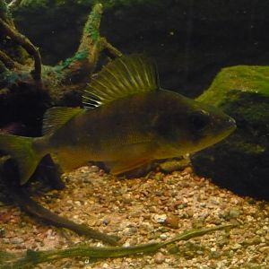 European perch (Perca fluviatilis)