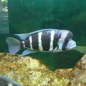 Humphead cichlid (Cyphotilapia frontosa)