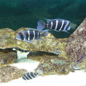 Humphead cichlids