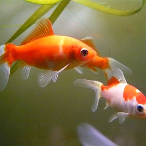 Goldfishes