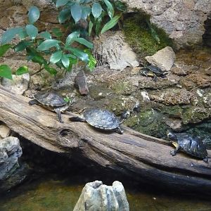 Yellow-bellied sliders (Trachemys scripta scripta)