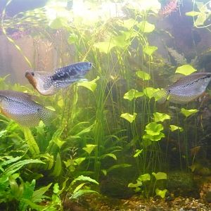 Gourami tank