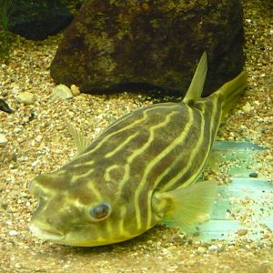 Fahaka pufferfish