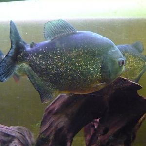 Red-bellied piranha