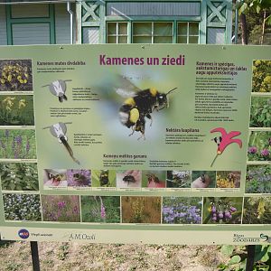 Bumblebee info board