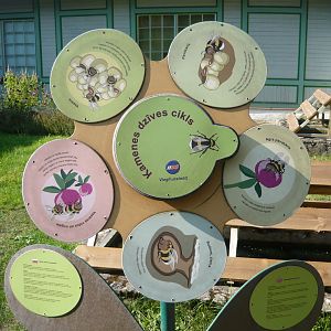 Bumblebee life cycle