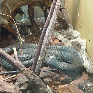 Grass snake (Natrix natrix)