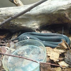Grass snake (Natrix natrix)