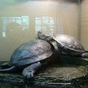 European pond turtles (Emys orbicularis)