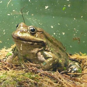 Marsh frog (Pelophylax ridibundus)