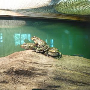 Marsh frogs (Pelophylax ridibundus)