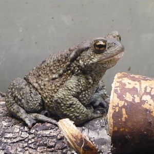 Common toad (Bufo bufo)