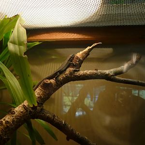 Viviparous lizard (Zootoca vivipara)