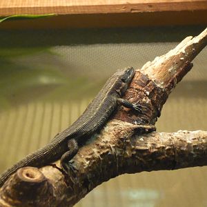 Viviparous lizard (Zootoca vivipara)