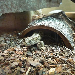 Sand lizard (Lacerta agilis)