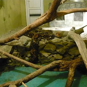 Reticulated python exhibit