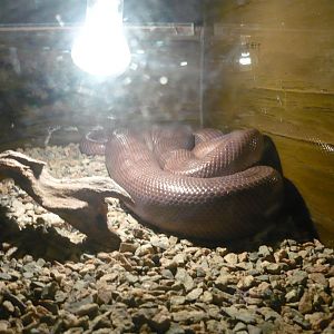 Brown rainbow boa (Epicrates maurus)