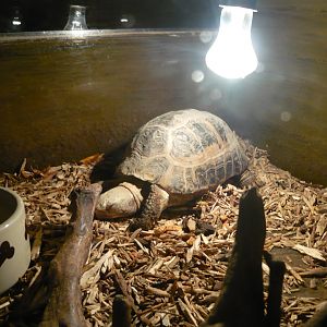 Elongated tortoise (Indotestudo elongata)