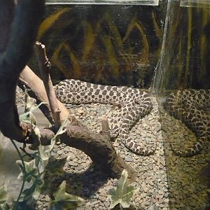 Western hognose snake (Heterodon nasicus)