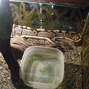 Ball python (Python regius)