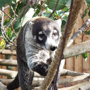 White nosed coati, Hamerton Zoo