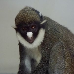 Lesser spot-nosed guenon, Hamerton Zoo