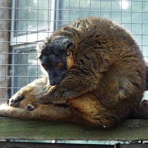 Collared brown lemur, Hamerton Zoo